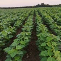 梓樹小苗大量現(xiàn)貨