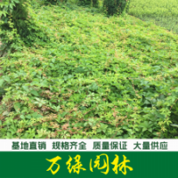 五葉地錦 五葉地錦苗