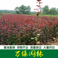 紅葉小檗 紅葉小檗苗