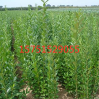 50公分高度的今葉水臘小苗價格多少錢一棵