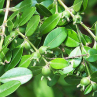 江蘇錦熟黃楊供應(yīng) 哪里有錦熟黃楊