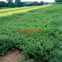 平枝栒子多少錢一棵?40公分平枝荀子價(jià)格多少錢一棵？