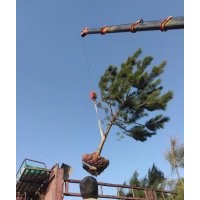 供應(yīng)側(cè)柏黑松油松