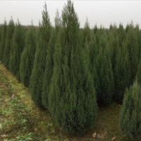柏樹供應(yīng)