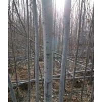 忻園錦誠苗木合作社