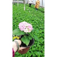 無盡夏杯苗批發(fā)基地 繡球花小苗價(jià)格