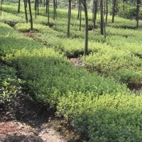 夏鵑批發(fā)基地供應(yīng) 杜鵑小苗批發(fā)基地