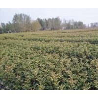 大量出售紅葉石楠杯苗