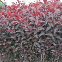 營(yíng)養(yǎng)杯苗