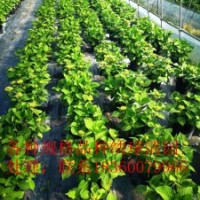 月季繡球清園處理