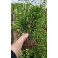 瓜子黃楊大量供應(yīng)