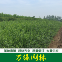 綠葉女貞 綠葉女貞苗