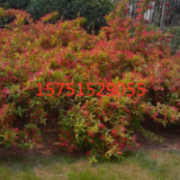 紅王子錦帶苗小苗哪里有貨源 紅王子錦帶產(chǎn)地在哪里？