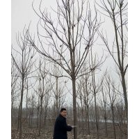 楸樹(shù)，梓樹(shù)