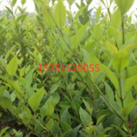 江蘇大量供應(yīng)日本女貞