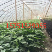 八角金盤供應(yīng) 八角金盤貨源