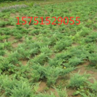 爬地柏供應(yīng)