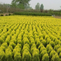 苗圃大量供應(yīng)灑金柏球