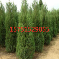大量供應(yīng)松樹