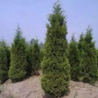 塔柏低價供應(yīng)