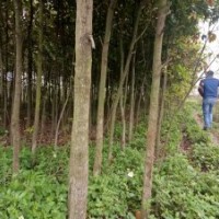 供應(yīng)香樟樹苗3--5CM 2000多顆