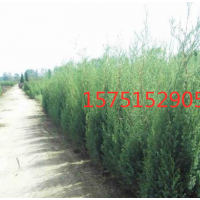 刺柏哪里有貨源？