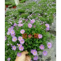 姬小菊苗子批發(fā)基地 姬小菊工程苗子價格