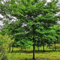 20公分櫸樹(shù)價(jià)格_6-30公分櫸樹(shù)報(bào)價(jià)_精品櫸樹(shù)_江蘇貨源