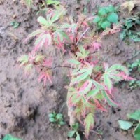 正宗日本紅楓蝴蝶楓 日本紅楓苗 紅楓新品種 彩葉紅楓 紅楓盆栽樹