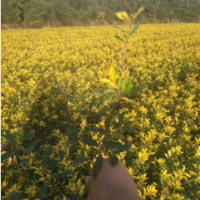 黃金枸骨小苗價(jià)格 浙江黃金枸骨小苗批發(fā)商