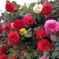 定州市孫彬月季花基地