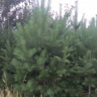 處理大田樟子松