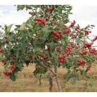 3公分山楂樹哪里有，5公分山楂樹哪里有，8公分山楂樹哪里有，12