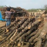 基地直銷(xiāo)批發(fā) 棗樹(shù)苗果樹(shù)苗品種齊全