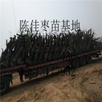 專(zhuān)業(yè)庭院嫁接大青棗果樹(shù)樹(shù)苗