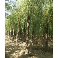 大量出售國槐,嫁接金葉榆,柳樹