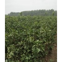 銀杏苗1-6年專供。包裝車