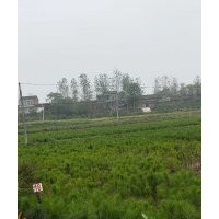 1年生40cm濕地松苗供應(yīng) 質(zhì)優(yōu)價廉_隨州希望苗圃