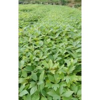 供應(yīng)杉木苗三代，馬尾松，楓香，木荷，油茶，濕地松，檫樹(shù)