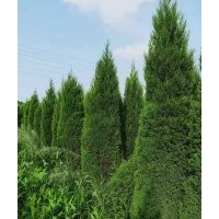 蜀檜大量貨源供應(yīng)