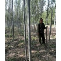 忻園錦誠苗木合作社