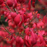 歐洲火焰衛(wèi)矛小苗 進(jìn)口衛(wèi)矛樹品種 彩葉苗木樹苗 紅葉衛(wèi)矛樹苗