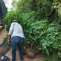 膠東衛(wèi)矛球新圖片-新價格-產(chǎn)地