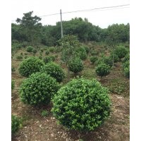 大葉黃楊球、海桐球、紅葉石楠球、各種球類大量供應(yīng)