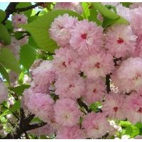 日本晚櫻松月櫻花樹苗盆栽地栽四季常青開花庭院綠化樹苗