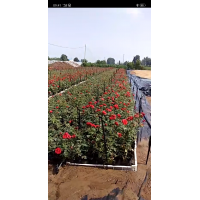 月季，四季玫瑰