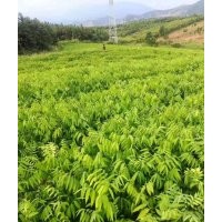 無(wú)患子小苗