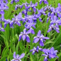 德國鳶尾_專業(yè)德國鳶尾種植_歡迎實地考察