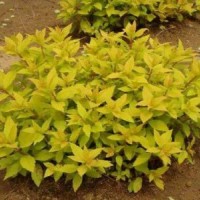 專業(yè)金葉蕕種植_金葉蕕農(nóng)戶直銷_成活率高