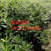 江蘇毛葉杜鵑大量供應(yīng) 苗圃直銷毛葉杜鵑